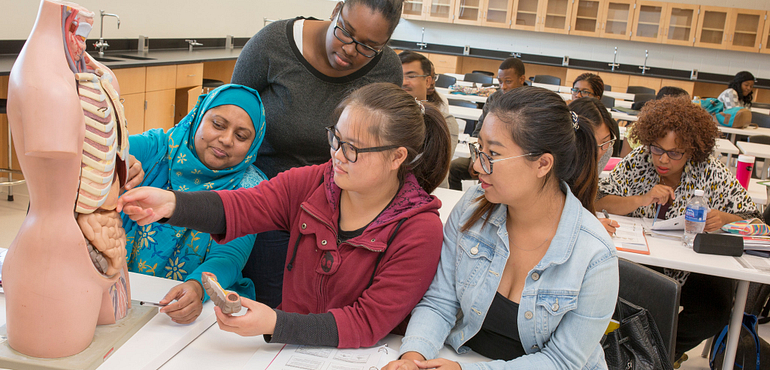 students studying an anatomical model
